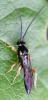 Exochus sp.
